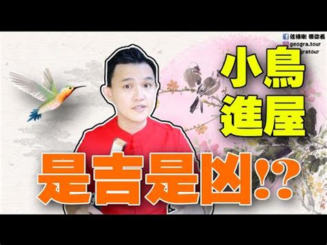 麻雀來家裡|【麻雀飛到家裡】麻雀飛進家有啥神奇預示？竟和財運。